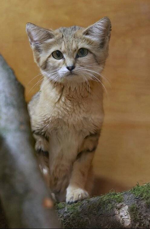  „Ufuk“ lebt nun an der Hubertusallee. 