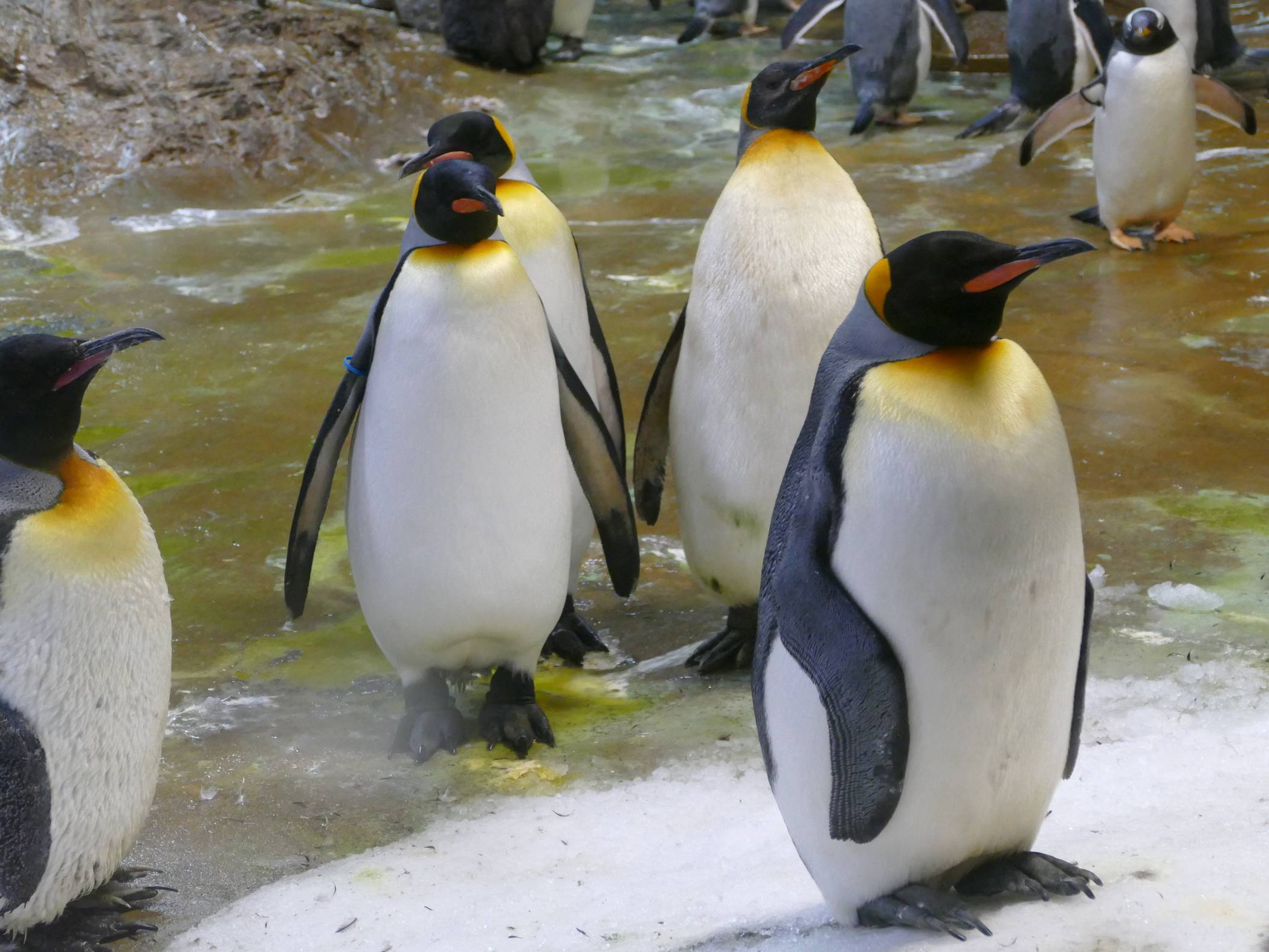 Königspinguine (Archivbild).