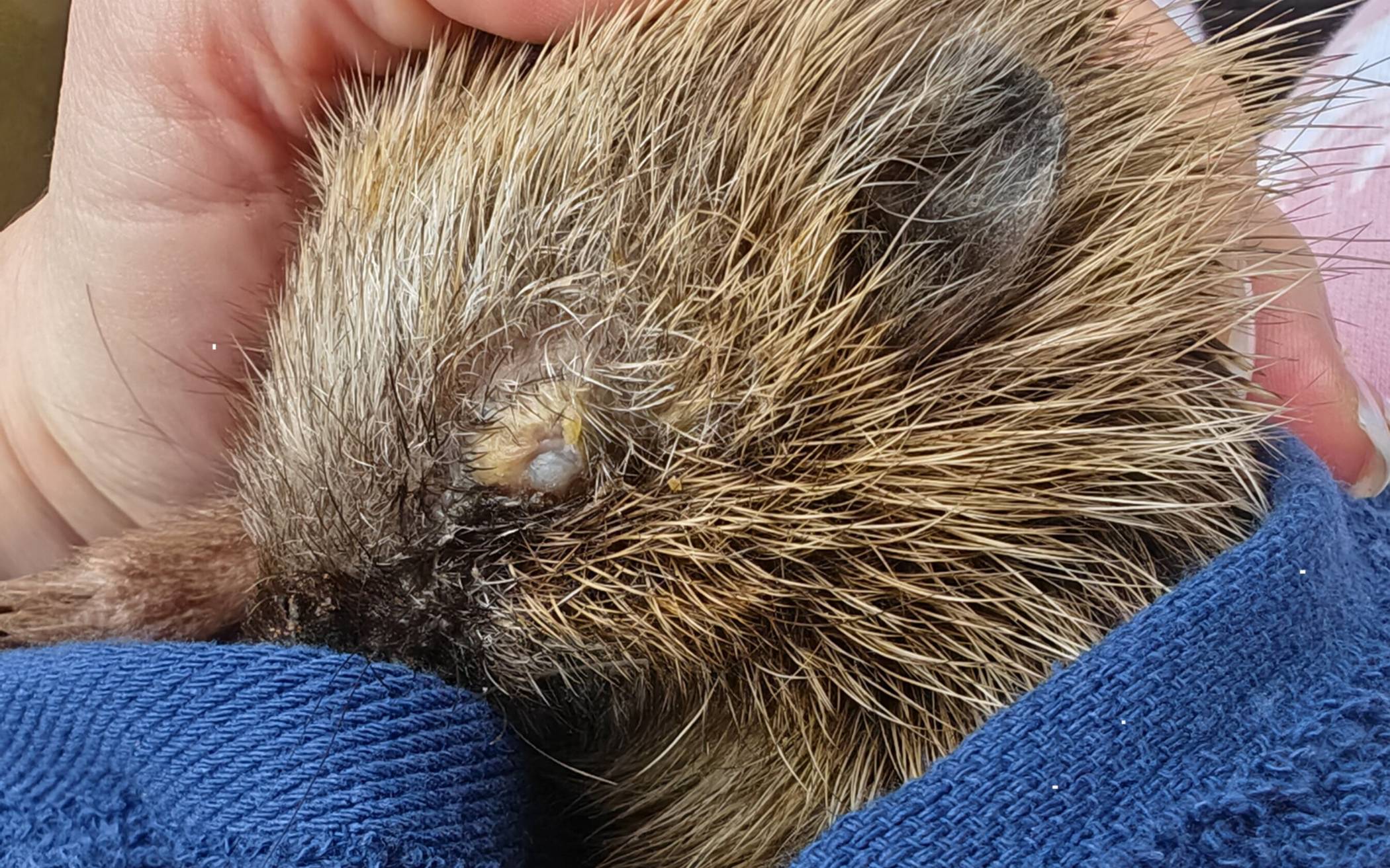 Das Geld kommt den Tieren zugute.