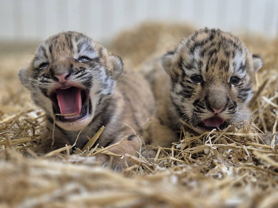 Sie haben die ersten Wochen bestens