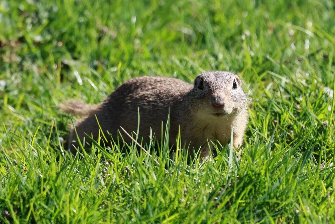 Einer der neuen Bewohner an der