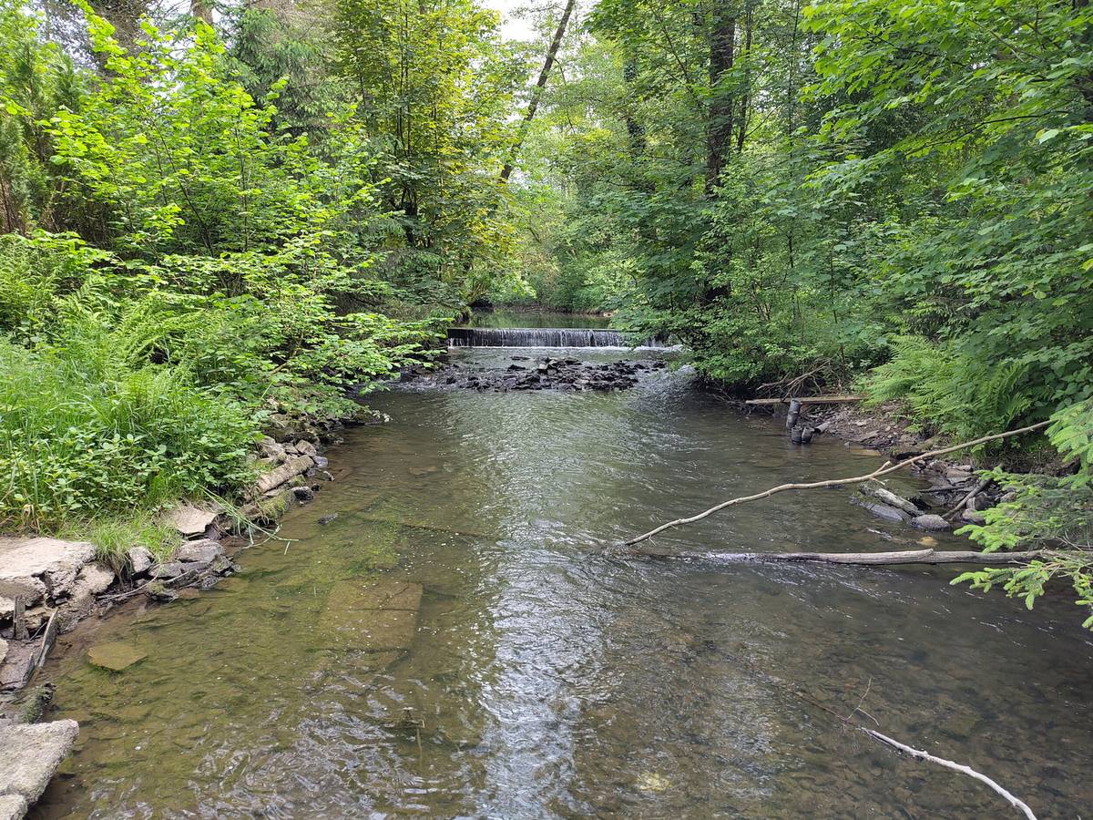 Der Wupperverband baut eine „Fisch-Umleitung“