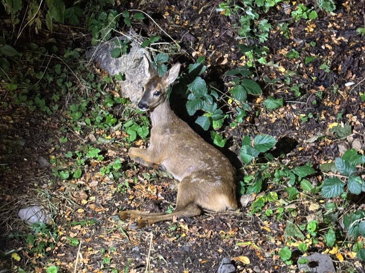 Das Reh blieb – notgedrungen – liegen.
