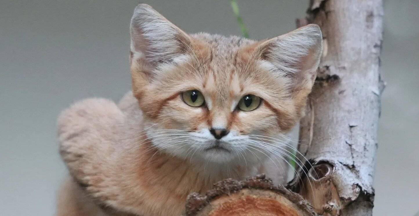 „Ufuk“ ist gesund und munter.