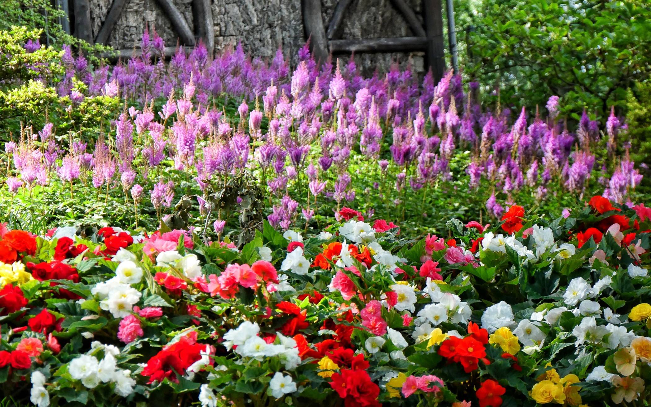 Blumen im Botanischen Garten.