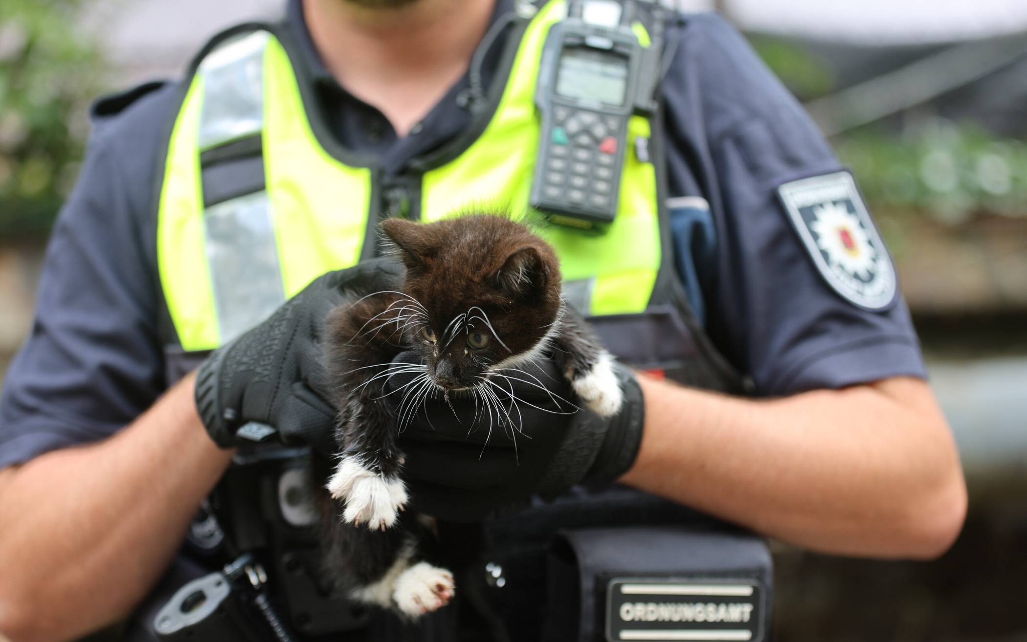 Ihre Rufe wurden erhört ...