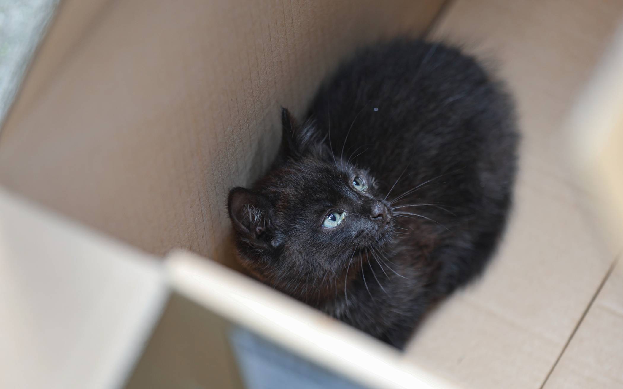 Bilder: Katzen in Wuppertal aus Kanal gerettet