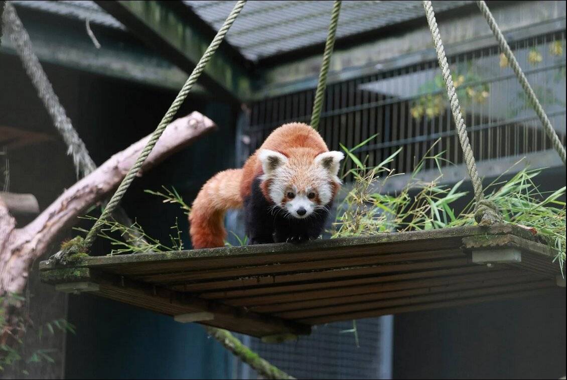 „Jinjin“ in seinem neuen, allerdings nur