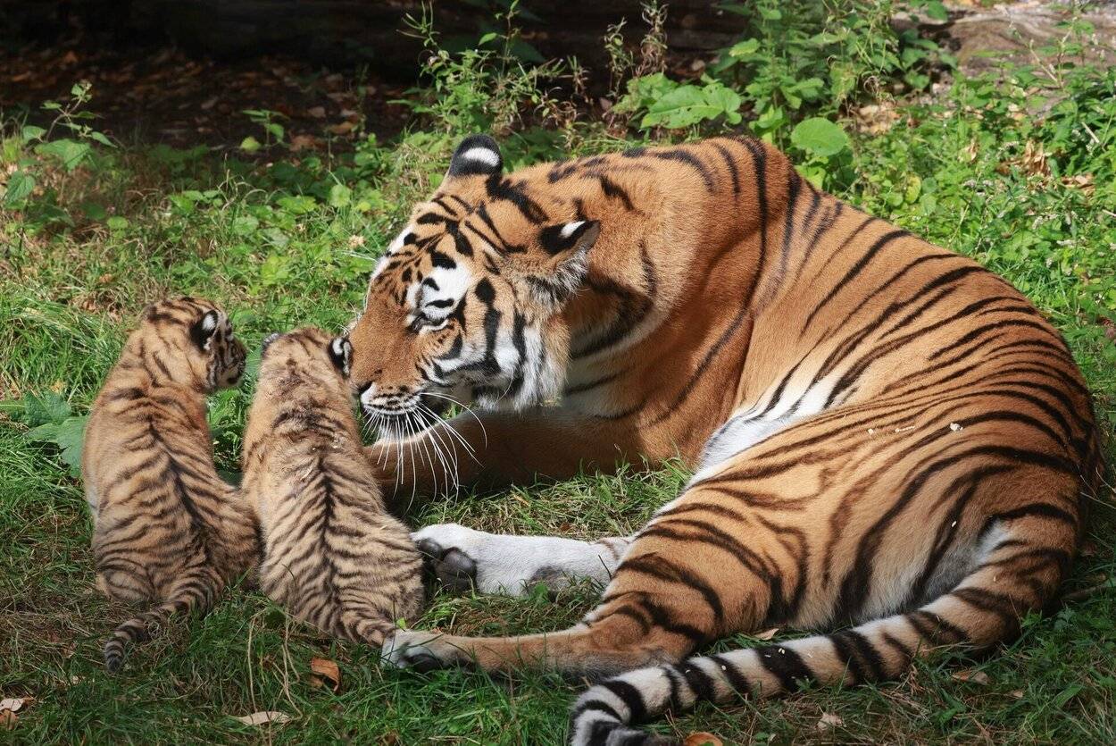 „Tullia“ kümmert sich vorbildlich um die