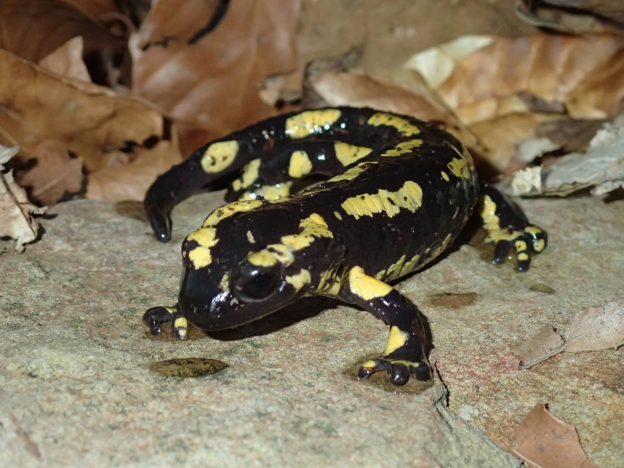  Ein Feuersalamander. 