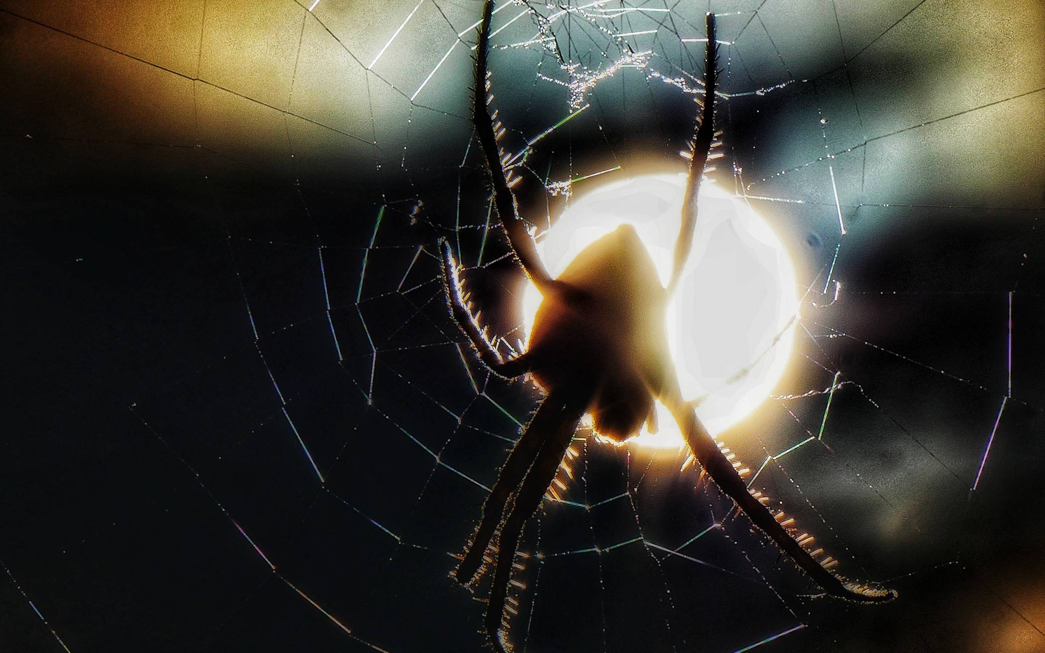 Auch das Leben der Spinnen wird