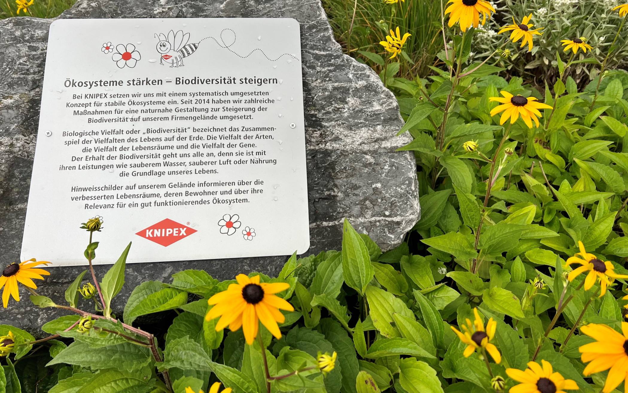 Neue Streuobstwiese in Wuppertal-Cronenberg