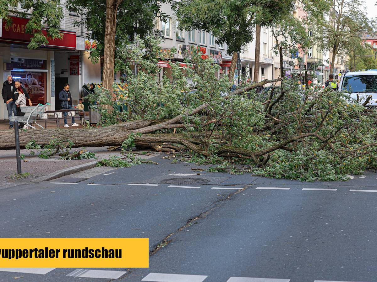 Straßenbaum stürzt auf die B7