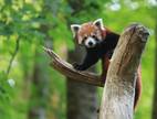 Der Rote Panda an der Hubertusallee.