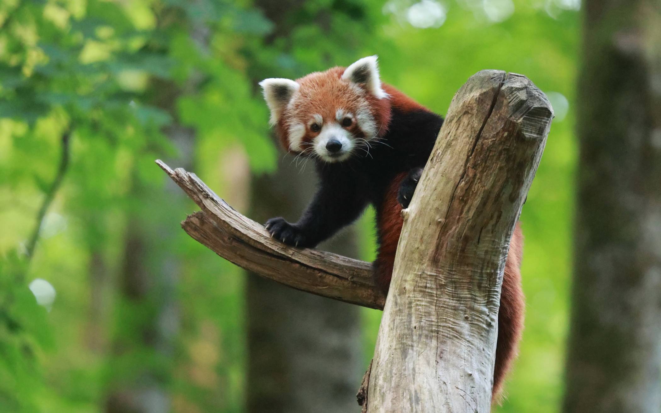 Der Rote Panda an der Hubertusallee.