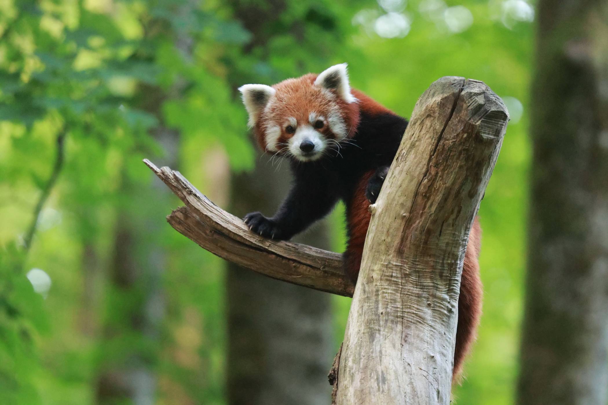 Der Rote Panda an der Hubertusallee.