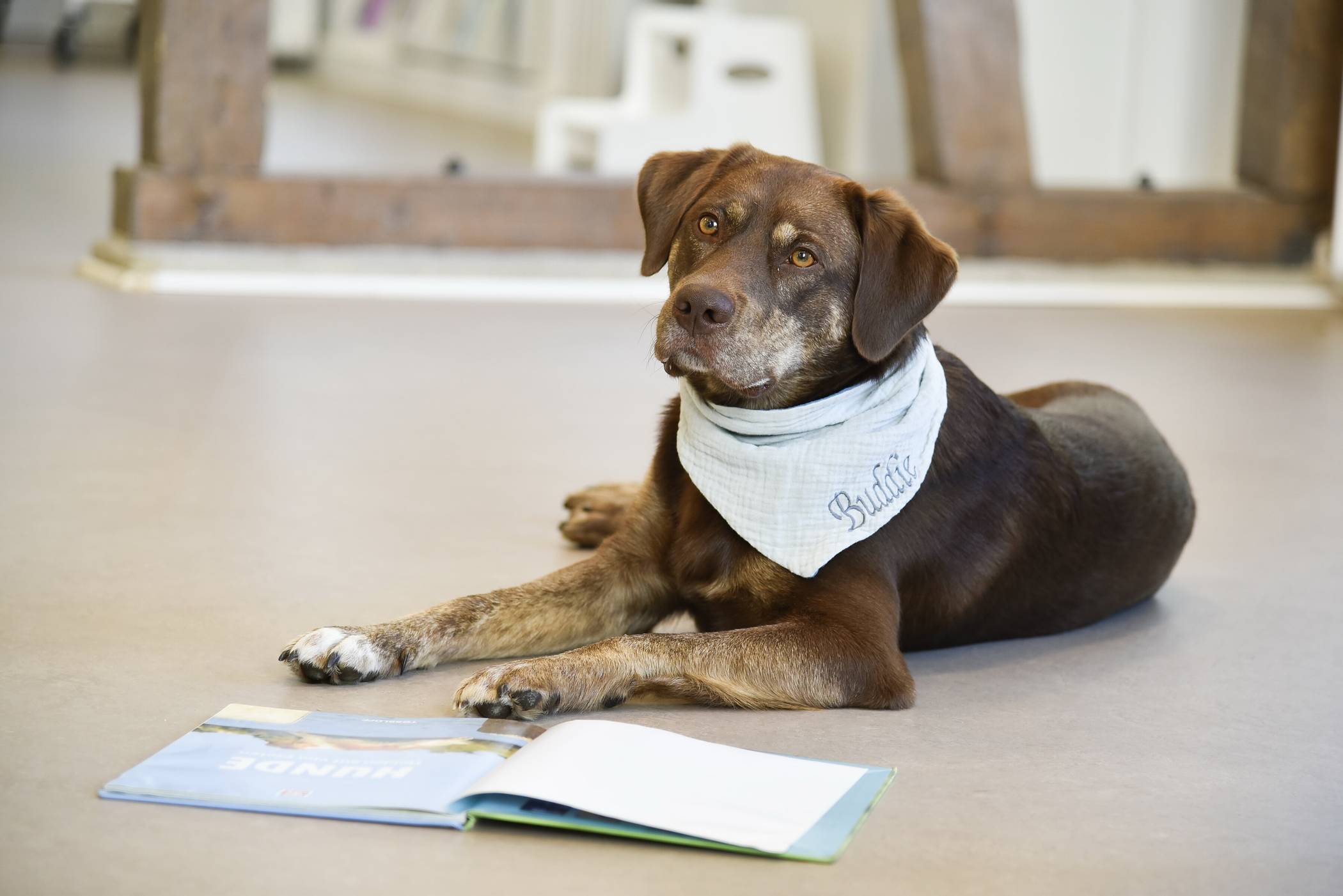  In der Stadtteilbibliothek am Rott lädt Bibliothekshund Buddie Kinder ab 6 Jahren zu einem Treffen ein, bei dem es vor allem um die Frage geht, wie Hunde kommunizieren. 