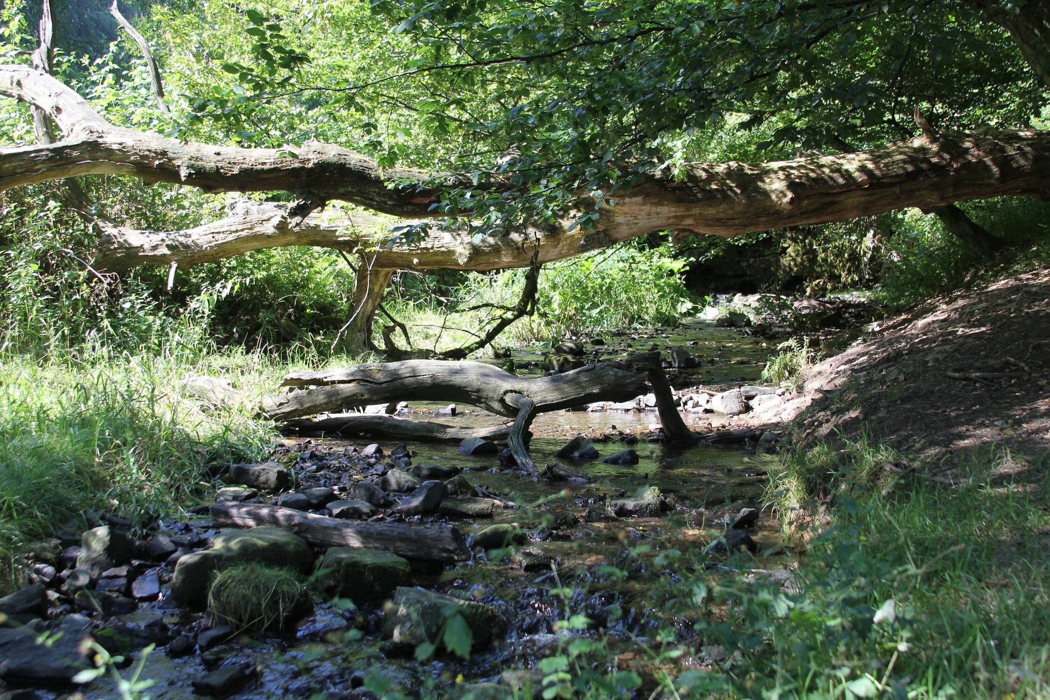 Naturnaher Abschnitt des Murmelbachs.