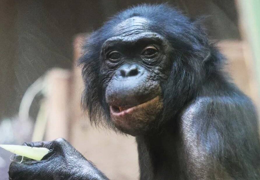 „Mato“ lebt nicht mehr.