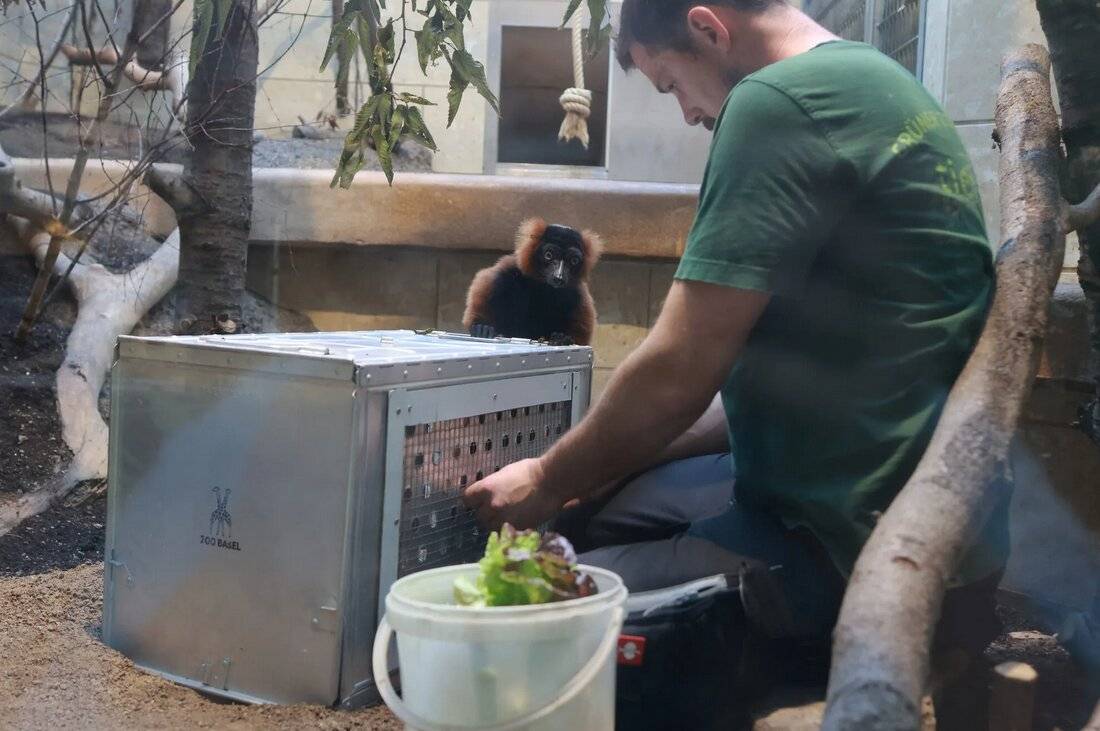 Vor dem Transport wurde das Tier an die Box gewöhnt.