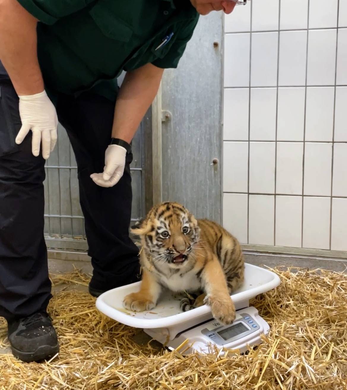 So schwer wie eine große Wassermelone: