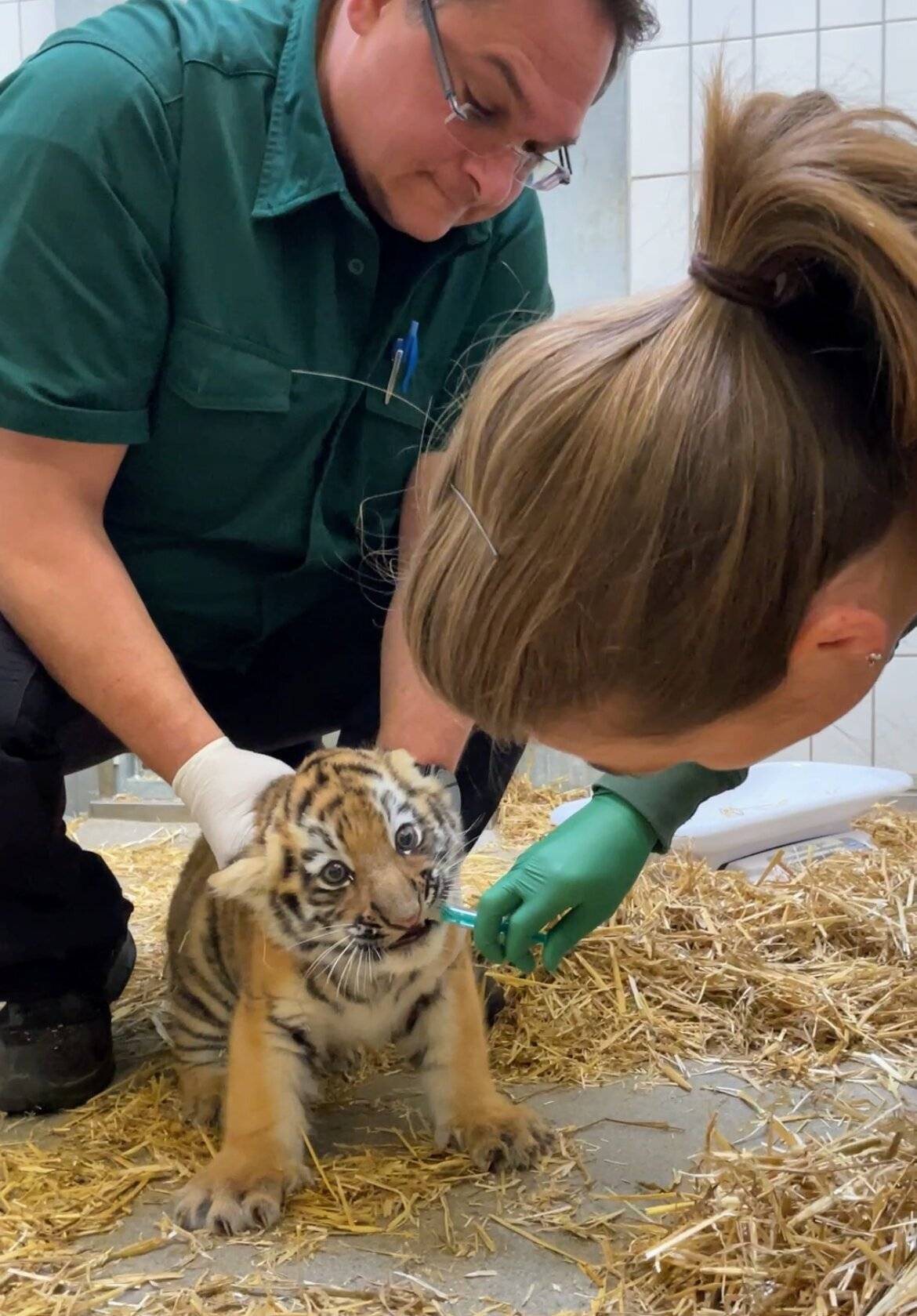 Das Zoo-Team impfte die zwei noch namenlosen Tiger gegen Katzenschnupfen und -seuche,...