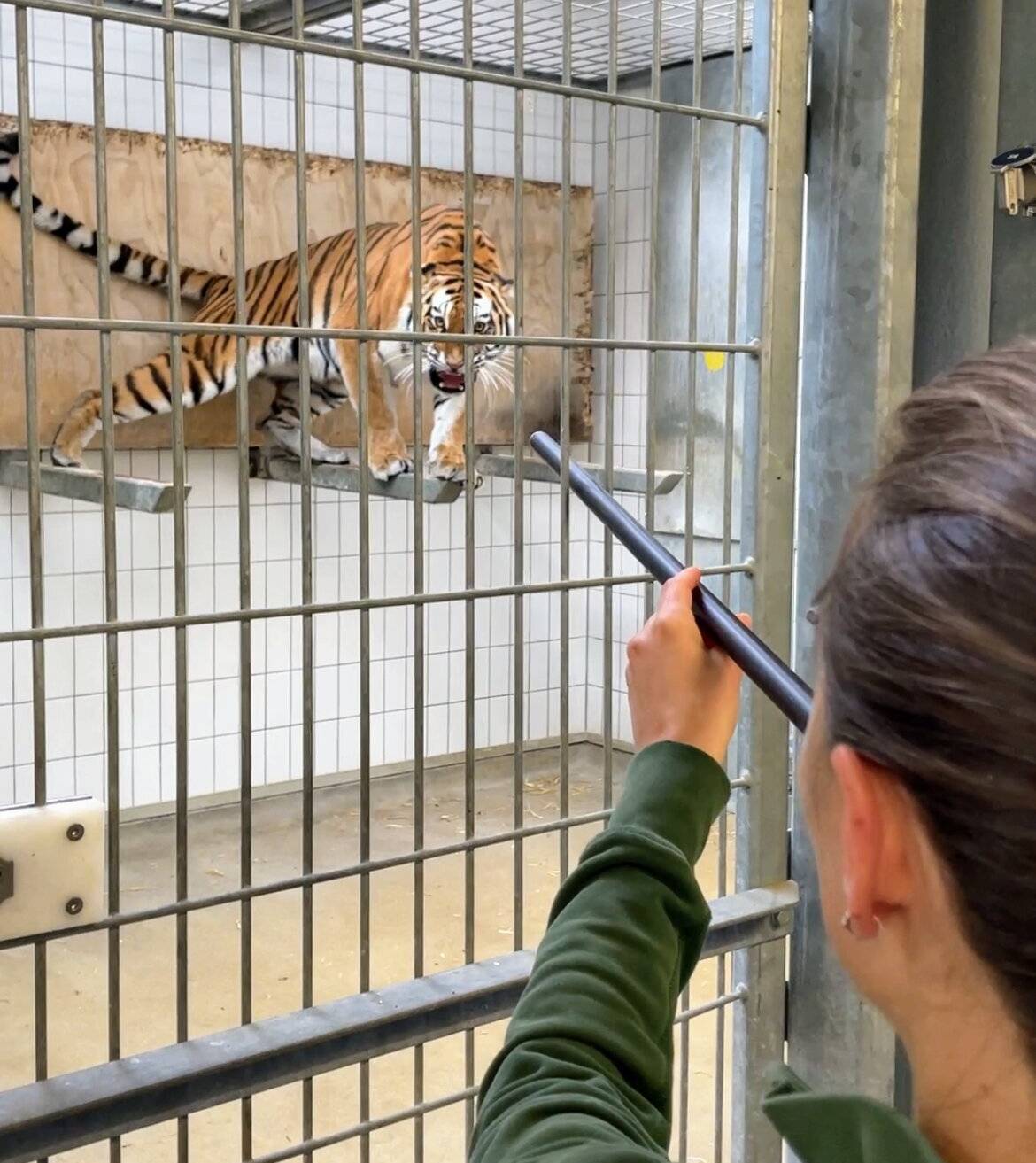 Bilder: Die Sibirischen Tiger im Grünen Zoo Wuppertal