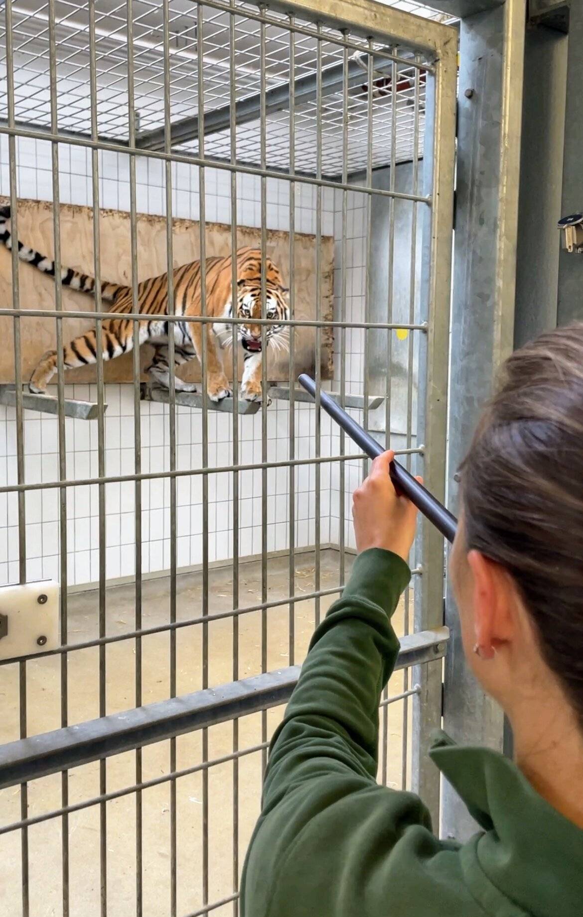 Mit einem Blasrohr schießt Tierärztin Laura Platner eine Impfspritze in Richtung der...