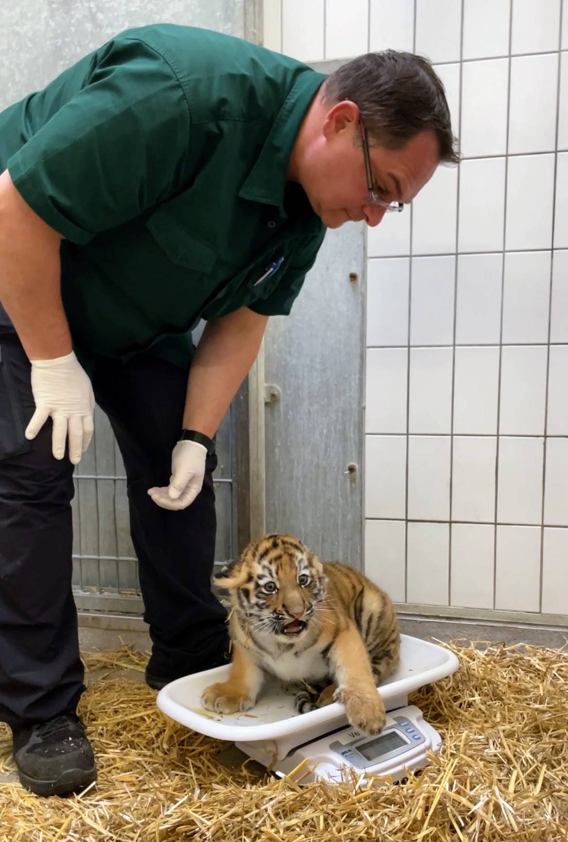 So schwer wie eine große Wassermelone: Das erste Jungtier wiegt 7,8 Kilo und das zweite...