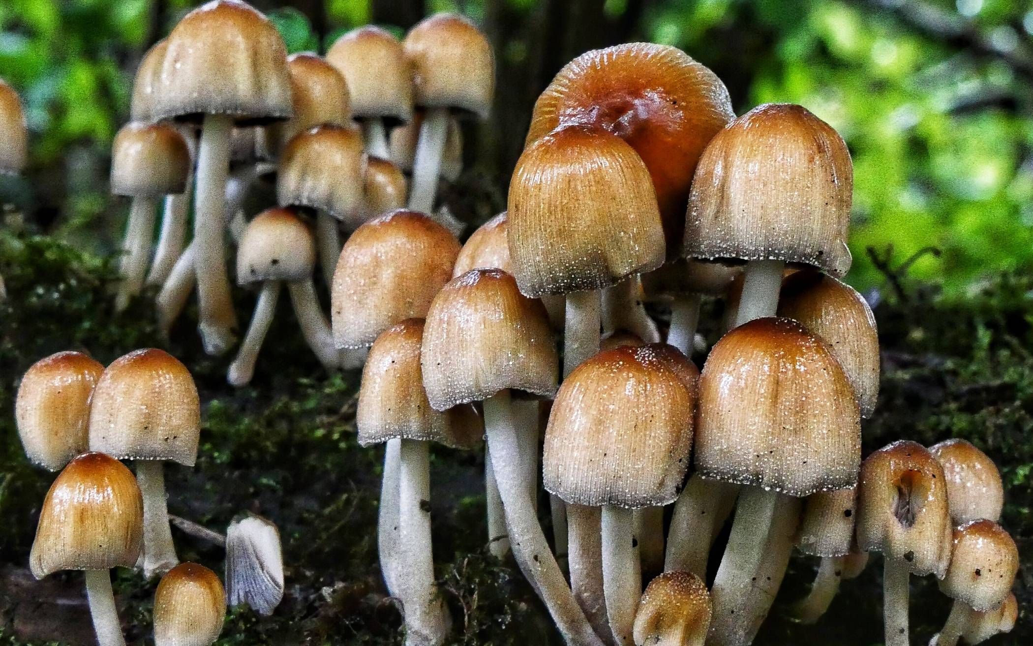 Essbar – oder doch nicht?