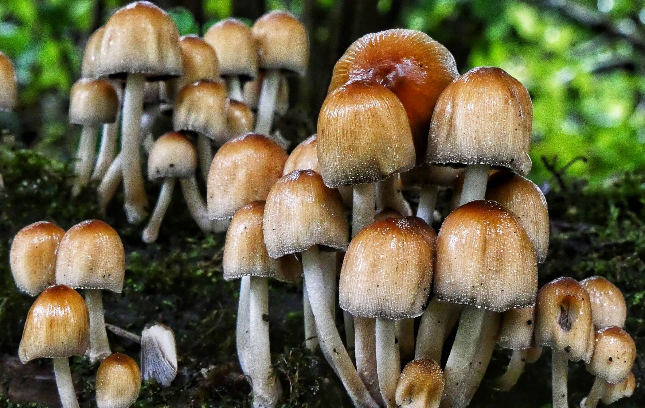  Essbar – oder doch nicht? 