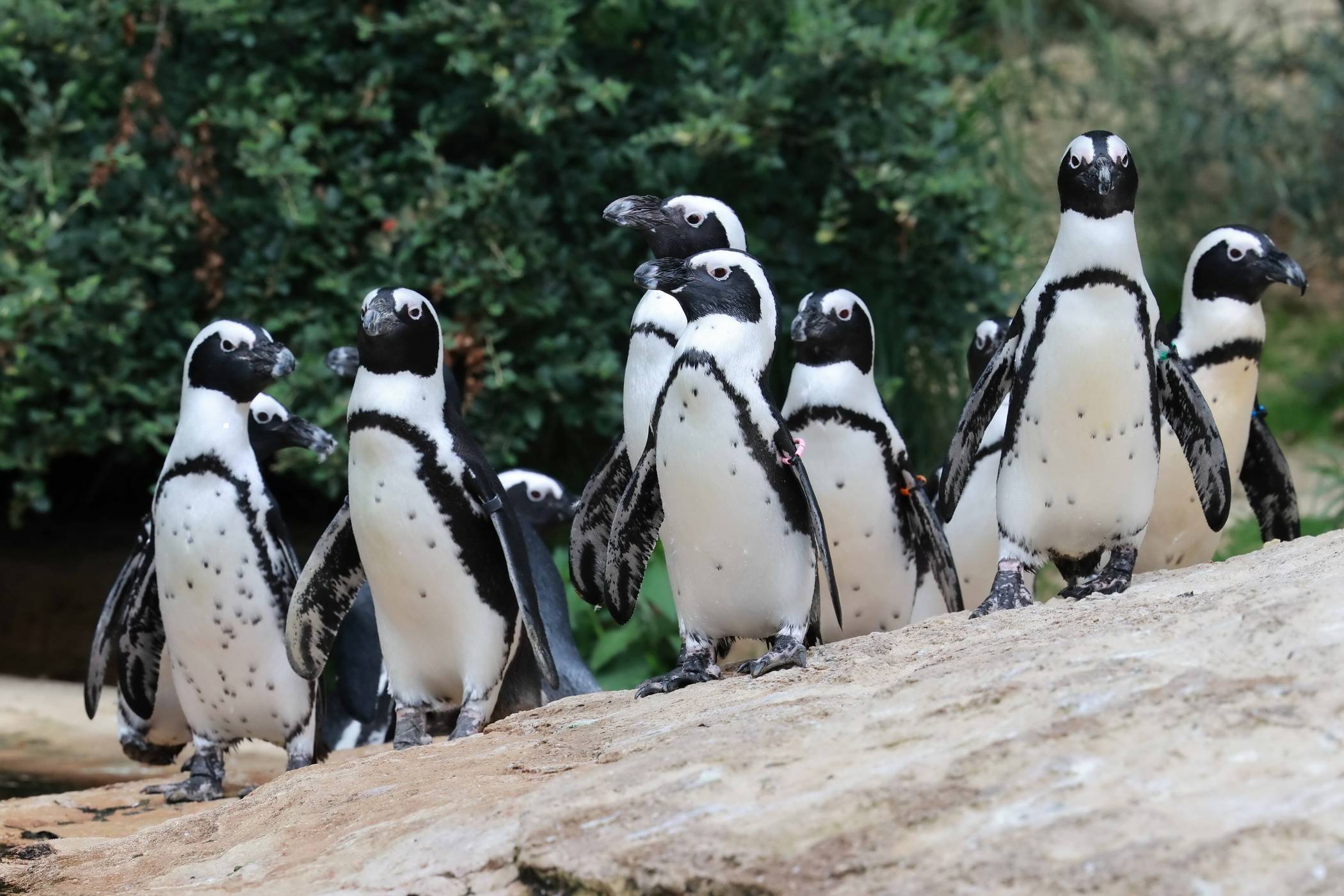 Brillenpinguine an der Hubertusallee.