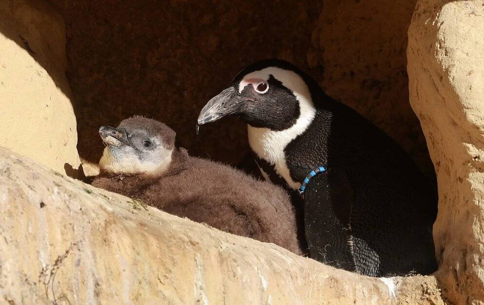  Die Tiere sind weltweit stark bedroht. 