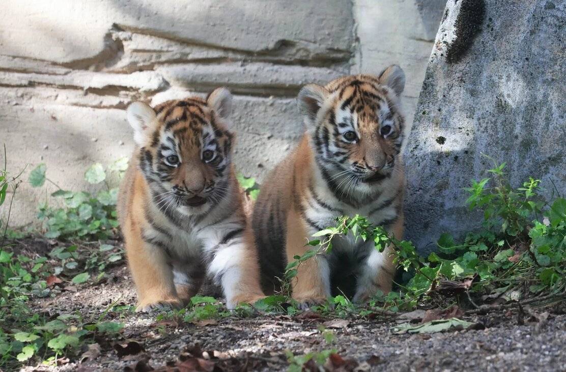 „Altana“ (li.) und „Neko“.