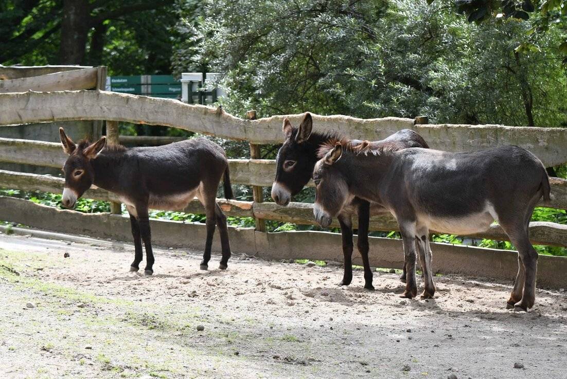Zwei Esel mussten eingeschläfert werden