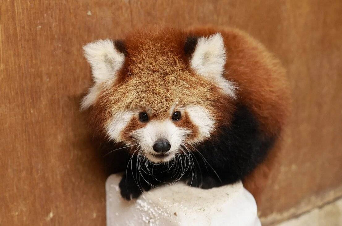 Roter-Panda-Nachwuchs auf der Außenanlage