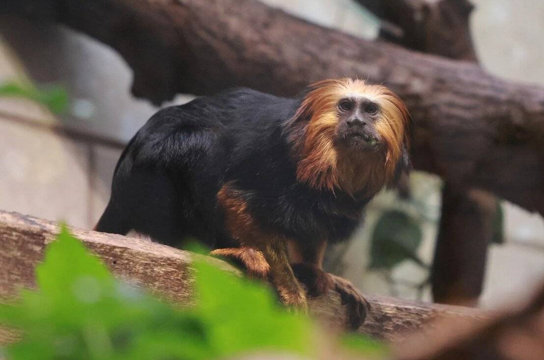 Goldkopflöwenäffchen aus Frankreich im Grünen Zoo