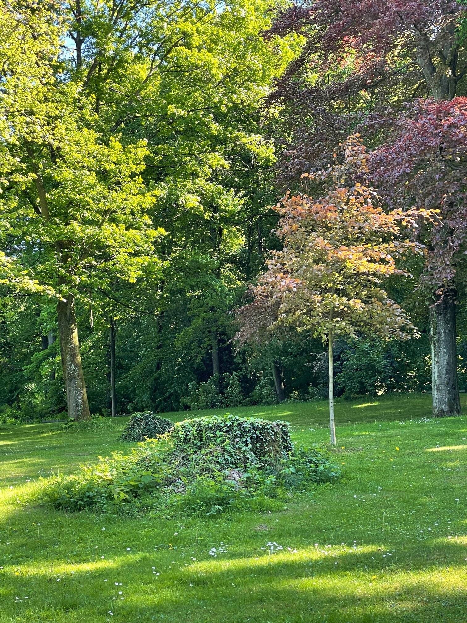 Im Vordergrund ein Baumstumpf, dahinter ein junger...