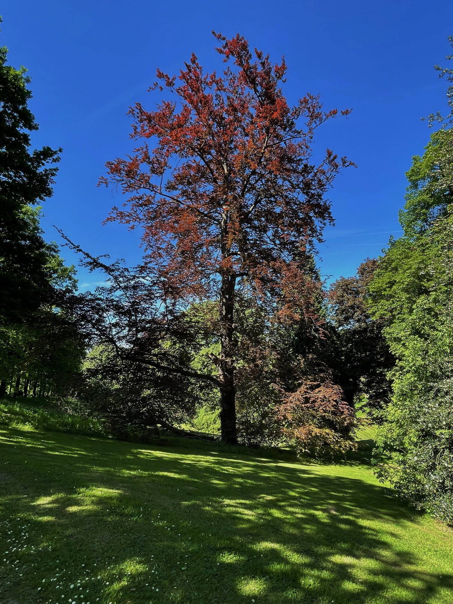 Im Ringeltal gibt es einzelne Baumschätze, aber auch ganze...