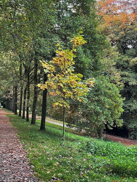 Diese Winterlinde erinnert an den Dichter Friedrich von Schiller (1759-1805, gepflanzt...