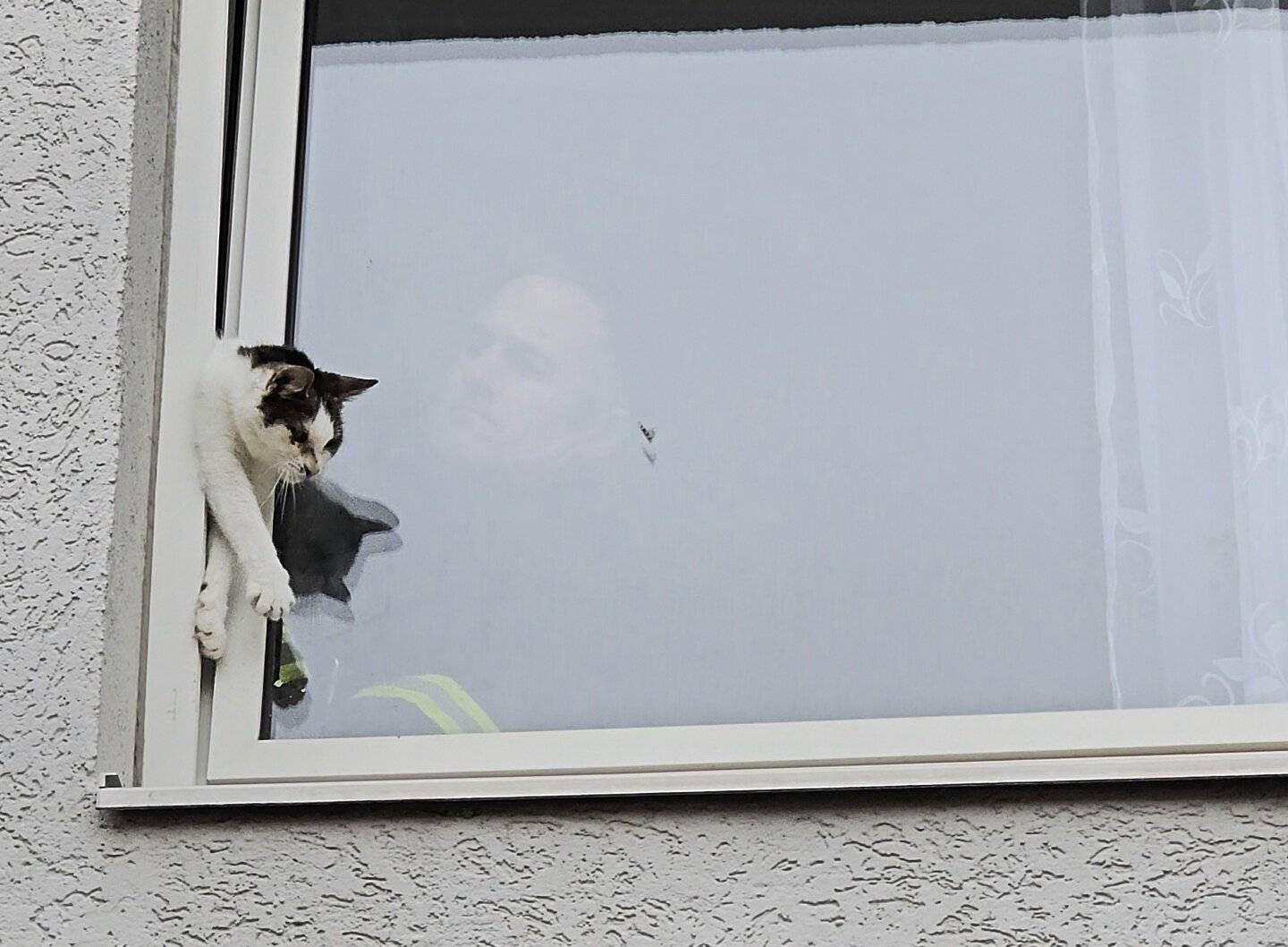 Die Feuerwehr holte das Tier aus