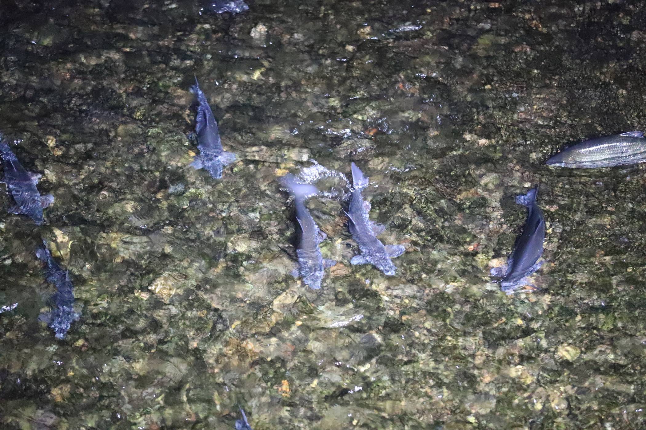 Fische in der Wupper (Symbolbild).