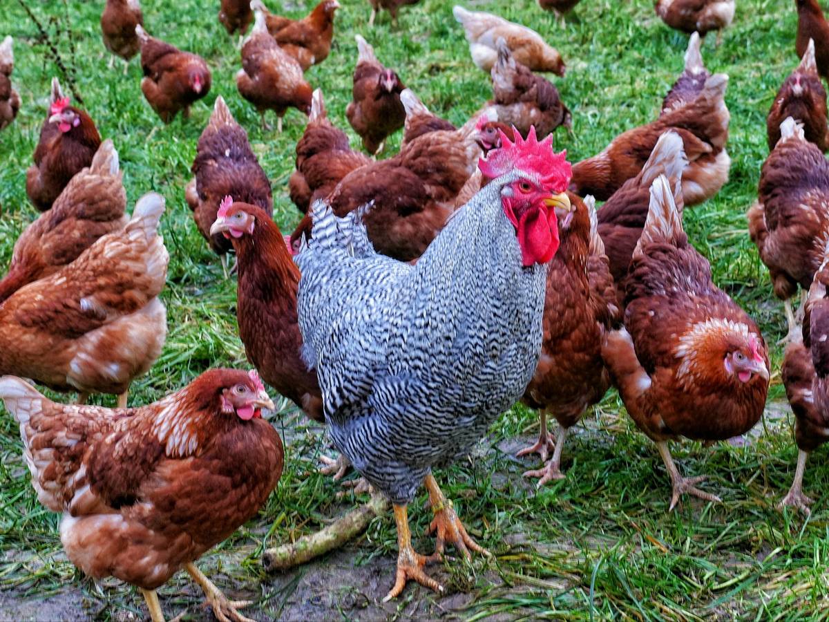 Geflügelpest rückt auch im Bergischen Land näher