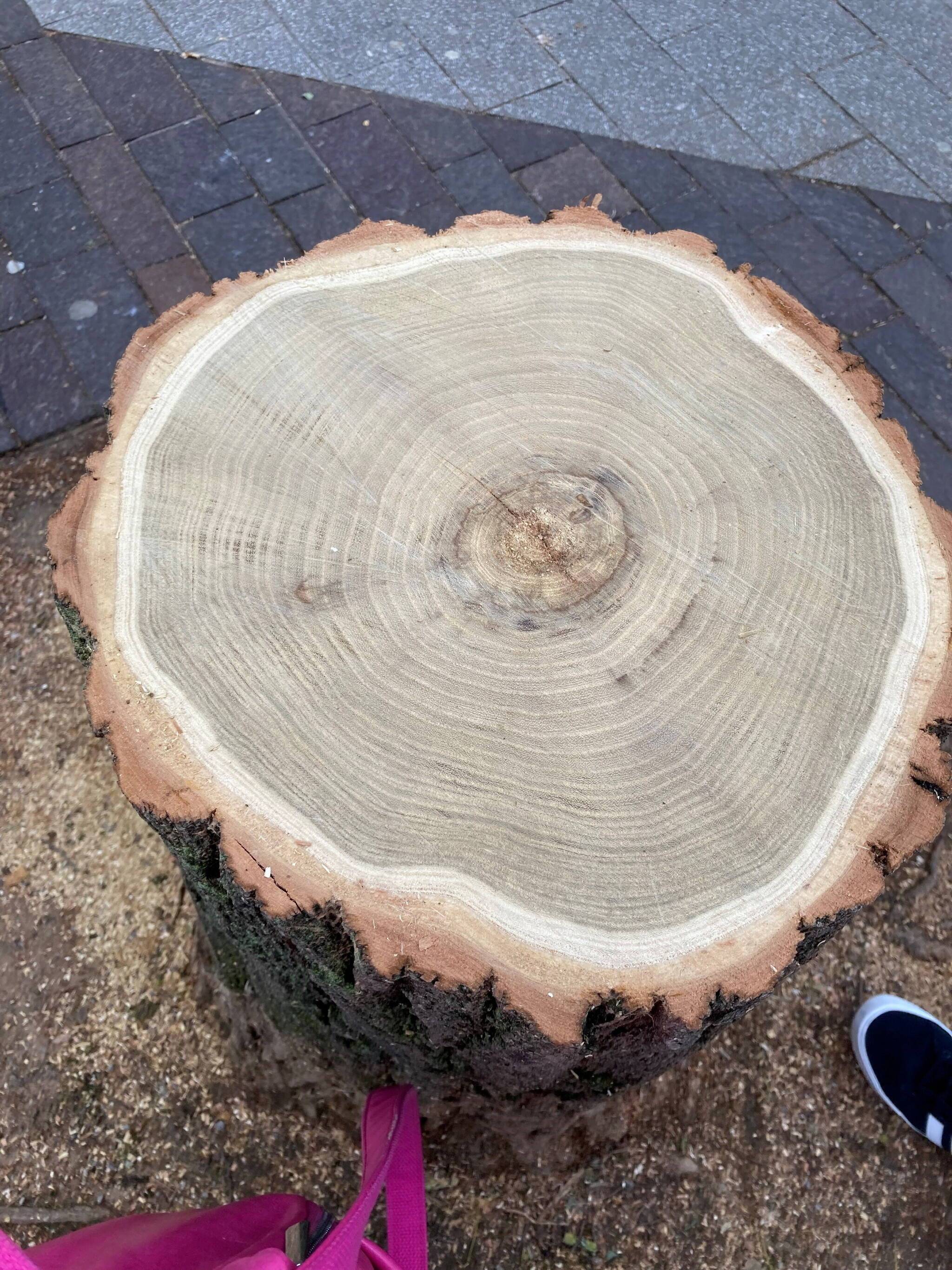  Das Ende des Baumes. 