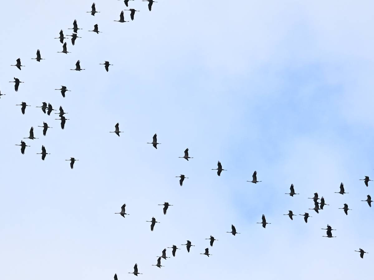 Vogelgrippe-Virus bei totem Kranich in Ronsdorf