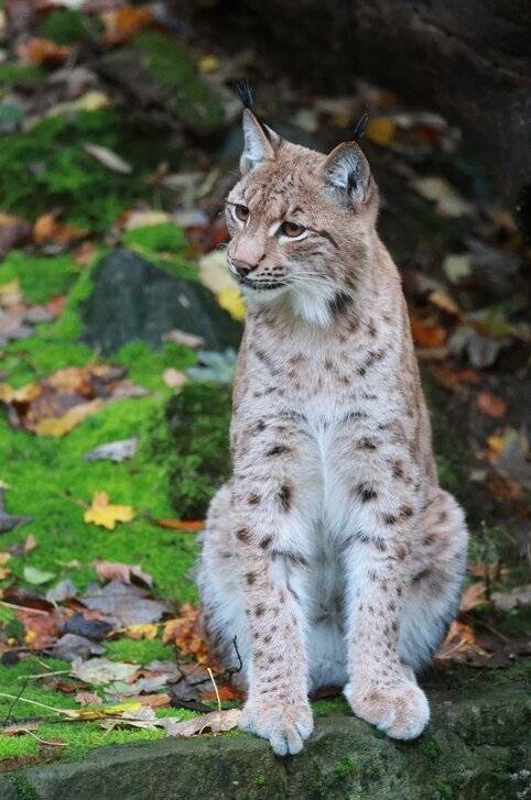  „Viktor“ ist nun auch draußen unterwegs. 