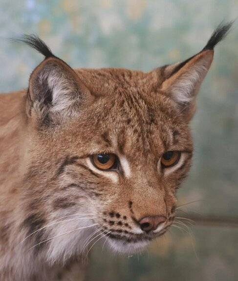 Karpatenluchs „Viktor“ nun auch auf der Außenanlage