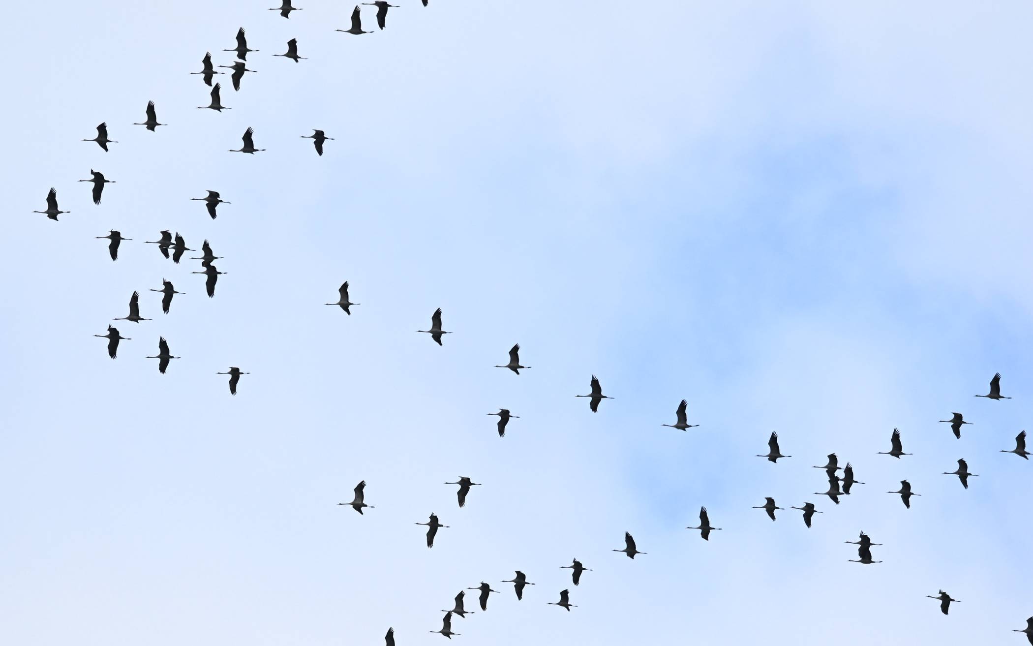 Verdachtsfall: Toter Kranich positiv auf H5N1 getestet