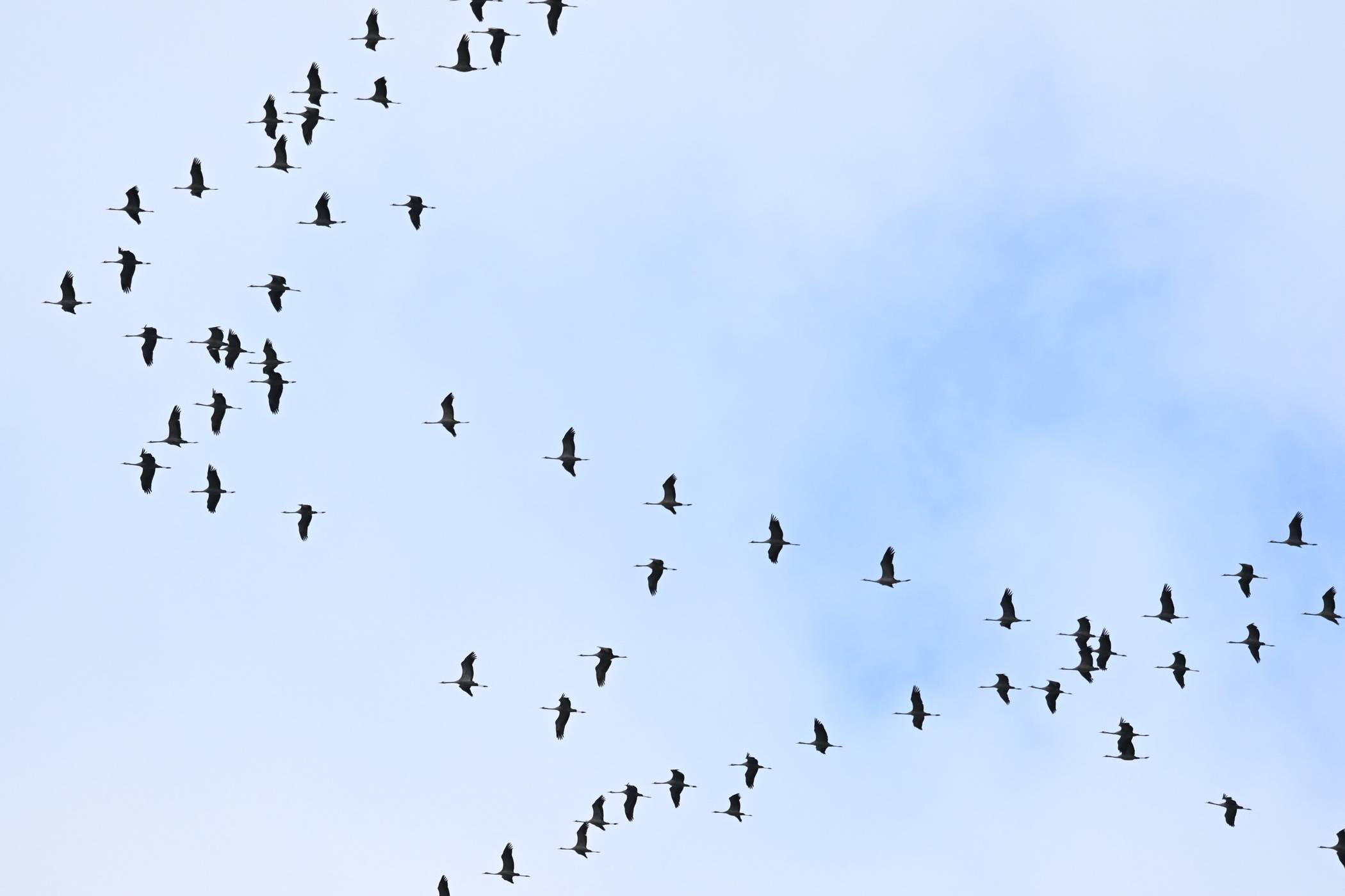 Kraniche über Wuppertal.