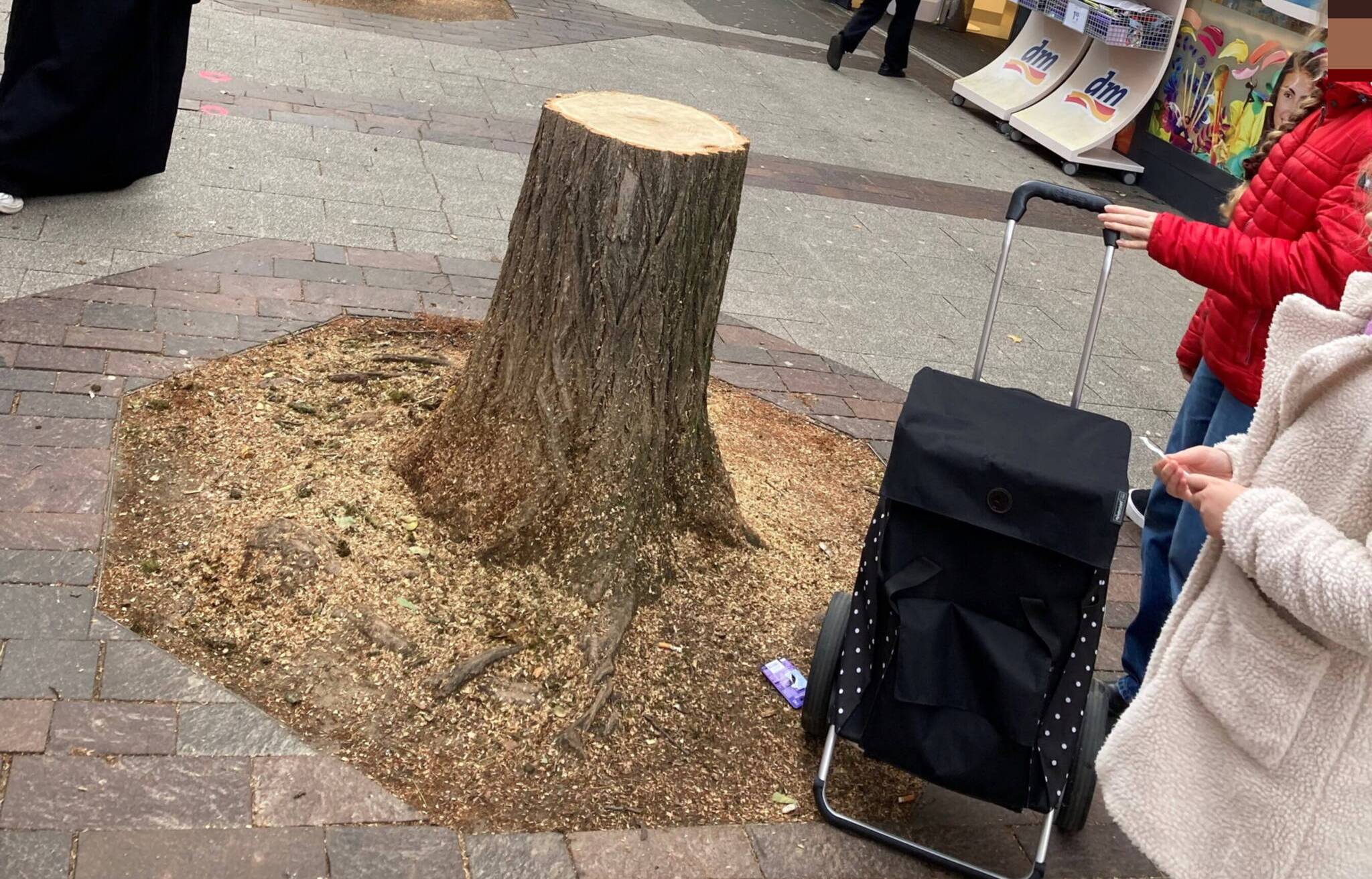 Die Baumstümpfe auf dem Werth.